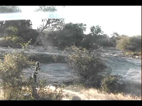 African Wild Dogs at Djuma - April 4, 2012