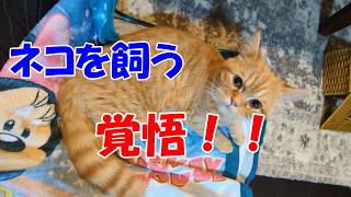 【猫初心者必見】ネコを飼う時に必要な7つの覚悟