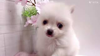 ハーフ犬の動画01