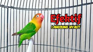 Download lagu Lovebird GACOR Ngekek Panjang EFEKTIF Buat Pancingan Lovebird agar Cepat BUNYI, PUTARKAN SAJA !! mp3