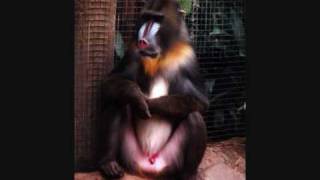 Astralasia - URSA Major Cowslip