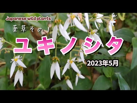 園芸 ユキノシタ、ユキノシタアイズーン、ユキノシタ、ユキノシタ