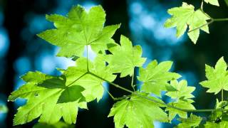 Dave Koz Together Again