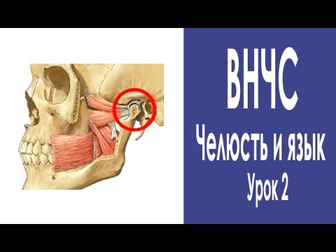 Если болит шея под ушами Иглоукалывание при остеохондрозе шейного отдела в томске