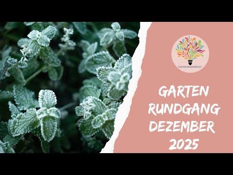 Naturgarten im Dezember: Warum "Unordnung" Leben rettet & Strukturen wichtig sind