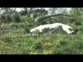 Animals Of The Zoo Polar Bears