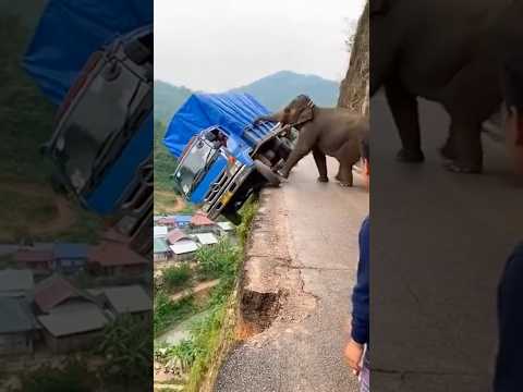 เฮ้ยเอาช้างไปดึงรถ‼️สุดท้ายจบยังไง..??‼️#viral #elephant #shortvideo #animals
