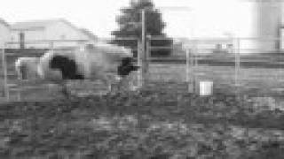 My Horses - Breathe Me