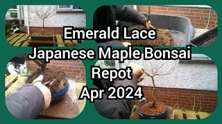 Emerald Lace Japanese Maple Bonsai Repot Apr 2024