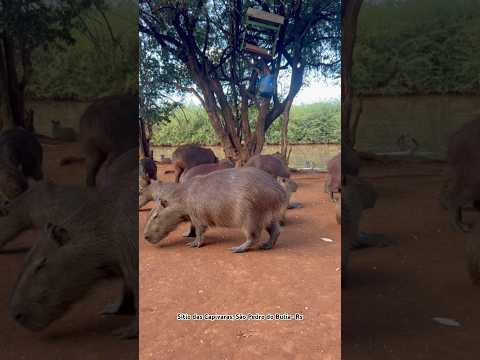 Sítio das Capivaras, São Pedro do Butia - Rs #sitio #capivaras #turismo #natureza #viagem #nature