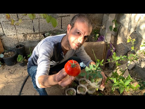 , title : 'ازرع ثمرة طماطم وحده وأحصل على عشرين شتلة مجانًا (طماطم شيري وبلدي🍅) زراعة بذور الطماطم بكل بساطة'