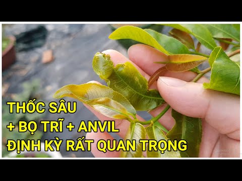 🔴 QBS22214 - PHUN THUỐC SÂU + BỌ TRĨ + ANVIL ĐT 0942456100 || PHUN THUỐC DƯỠNG LÁ MAI VÀNG ĐỊNH KỲ