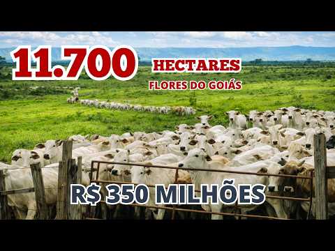 FAZENDA GIGANTE COM 11.700 HA EM FLORES DE GOIÁS/3 RIOS, CRIA ATÉ 25 MIL CABEÇAS +PISTA HOMOLOGADA