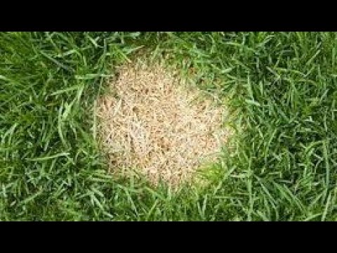 OVO JE TRIK POMOĆU KOGA ĆETE OPORAVITI SUVA MESTA NA SVOM TRAVNJAKU