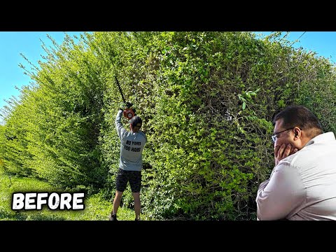 Homeowner in Big TROUBLE when GOLIATH Hedge took over his YARD!