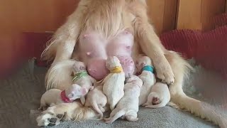 Download lagu CUTE BABY ANIMALS - Funny and Cute Moments of The Animals 2022 - Cutest Animals mp3