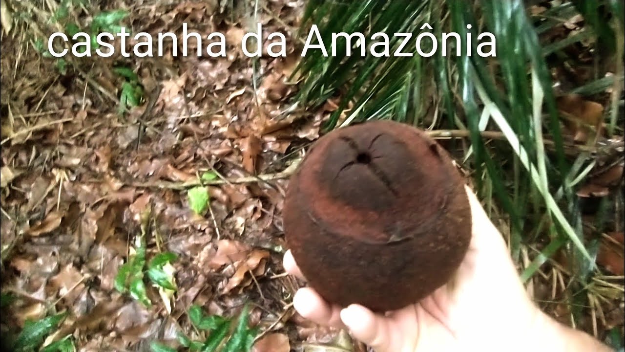 Dia de procurar frutas silvestres na mata-Vivencia raíz todos deviam experimentar 