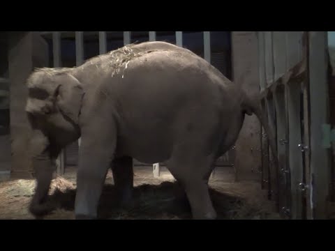 ゾウの妊娠はどれくらい続きますか?