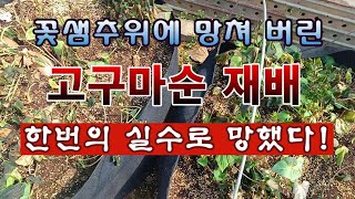 [텃밭농부 1,809]  단 한번의 실수로 망쳐 버린 고구마순 재배 #고구마재배