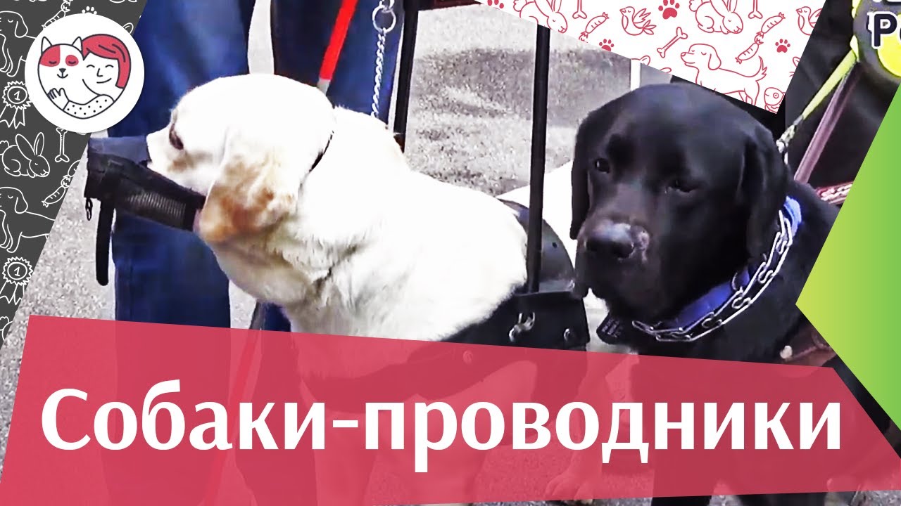Акция «C собакой все пути открыты» на ilikepe