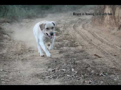 Went for camping to a resort in coorg| our dog had his best trip