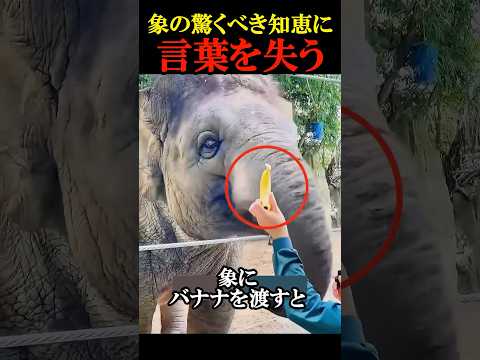 象の驚くべき知恵に言葉を失う