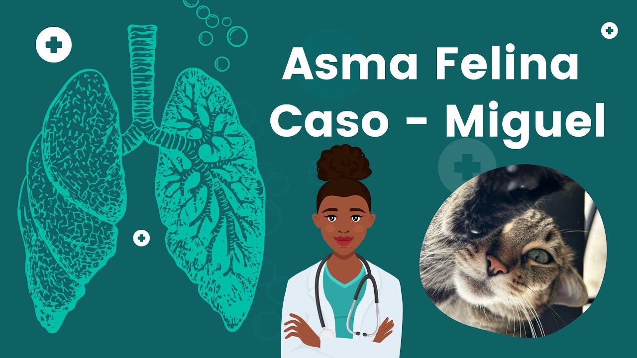 #ASMA #FELINA . E AGORA?