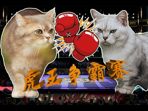 "Who is the tiger " -  Year of Tiger Fight : Pablo vs Blueski