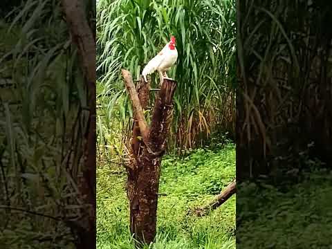 #sítio Comodoro mato Grosso