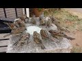 Save Sparrow Birds