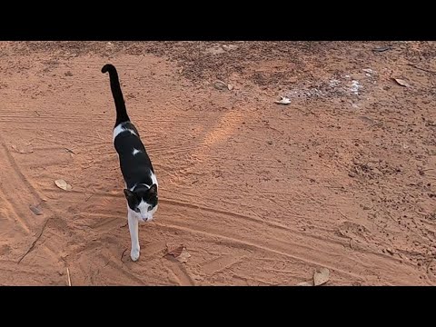Cat follow me | Why does my cat follow me on walks? | Cat following me