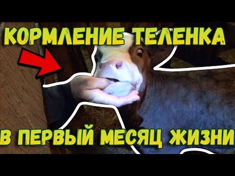 👉Кормление теленка в первый месяц жизни // Чем и сколько? // Жизнь в деревне