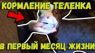 👉Кормление теленка в первый месяц жизни // Чем и сколько? // Жизнь в деревне