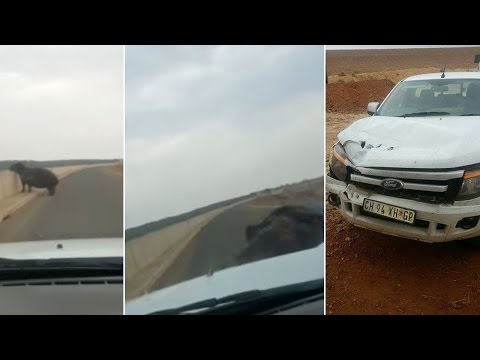 See The Heart-Stopping Moment a Hippo Charged At Truck On Highway
