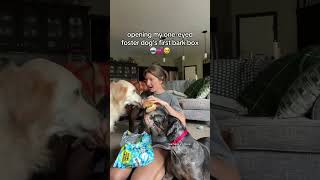 i hope she knows how loved she is 🥹🥹 @BARK #dogtok #rescuedog #goldenretriever #fosterdog