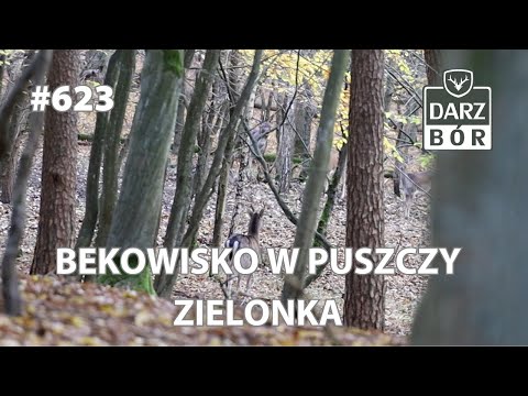 Darz Bór 623 - Bekowisko w Puszczy Zielonka
