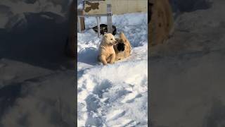 World's Most Dangerous Dog Breed 😈 #kangal #kangalshepherddog #dog #dogs #new
