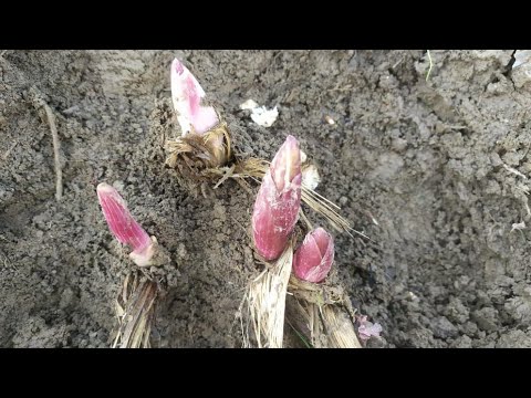 Вакти  ров  хам  омад.Ров дар кухои Тавилдара