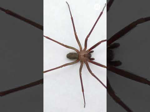 ¡Cuidado! ¿Qué puedo hacer si me pica una araña violinista? #noticias #shorts #virales #araña