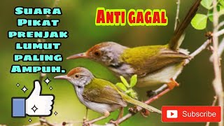 Download lagu SUARA PIKAT PRENJAK LUMUT GACOR. mp3 Download lagu SUARA PIKAT PRENJAK LUMUT GACOR. mp3