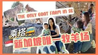 🇸🇬这里竟然是新加坡? 新加坡唯一的牧羊场  !亲子游必去! Hay Diaries Goat Farm The only goat farm in Singapore