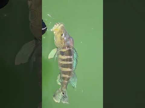 6° Torneio Paulista de Caiaque GKF, NOVA CANAÃ, Competidor MARCELO #tucunare #pescaria #fishing