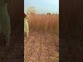 Kheti Badi Ro Dhando H Aapno Viralvideo Trending Shorts Kheti Badi Ro Dhando H Aapno