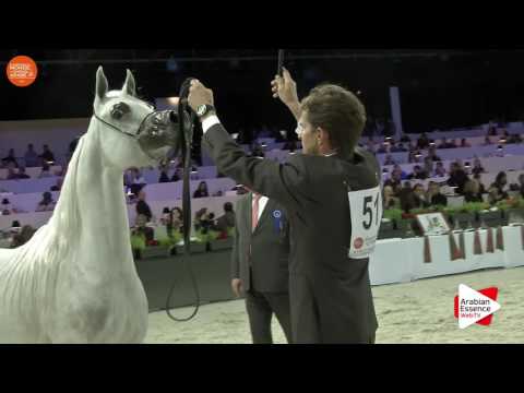 3RD - N.51 AJA EUROPA - Paris 2016 - Mares 4 years old and more (Class CM3 A)