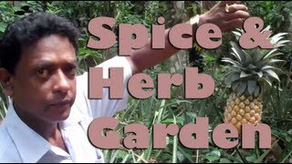 Spice & Herbal Garden - Palapathwela, Sri Lanka