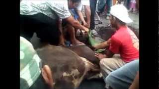 preview picture of video 'korban sapi idul adha 2011 yang heboh'