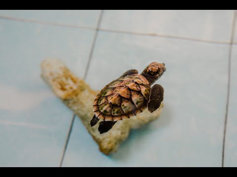 Protection des tortues marines à Bali