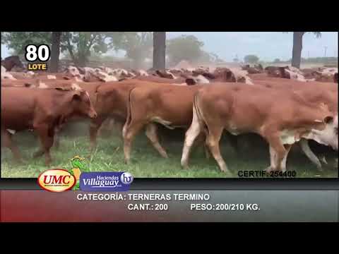 Lote 200 Terneras en Gral. San Martin, Chaco