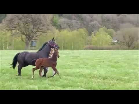 Valdiviani x Bordeaux HF