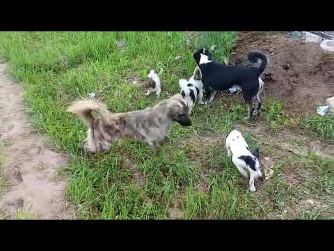 Saiyaara Title Song | Ahaan Panday, Aneet Padda | Tanishk Bagchi, Faheem A,  sheri N | Irshad Kamil